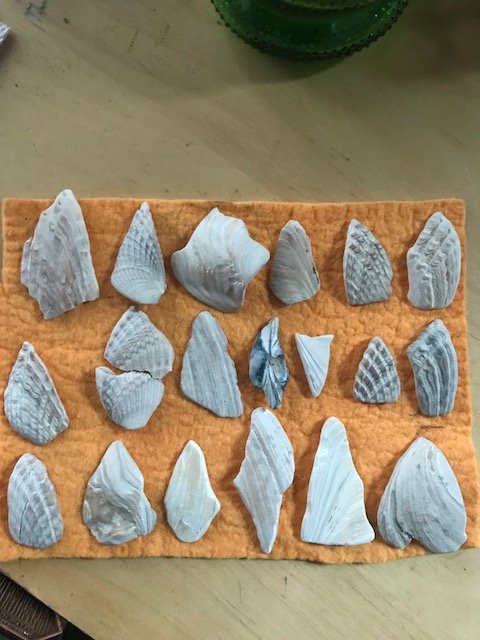 Shell artifact assemblage from beach, Ryan Escarcega collection