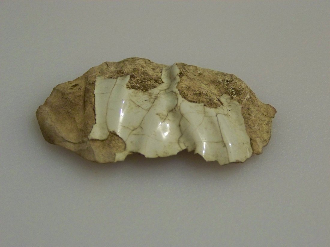 Porcelain Glazed Fossil - Front